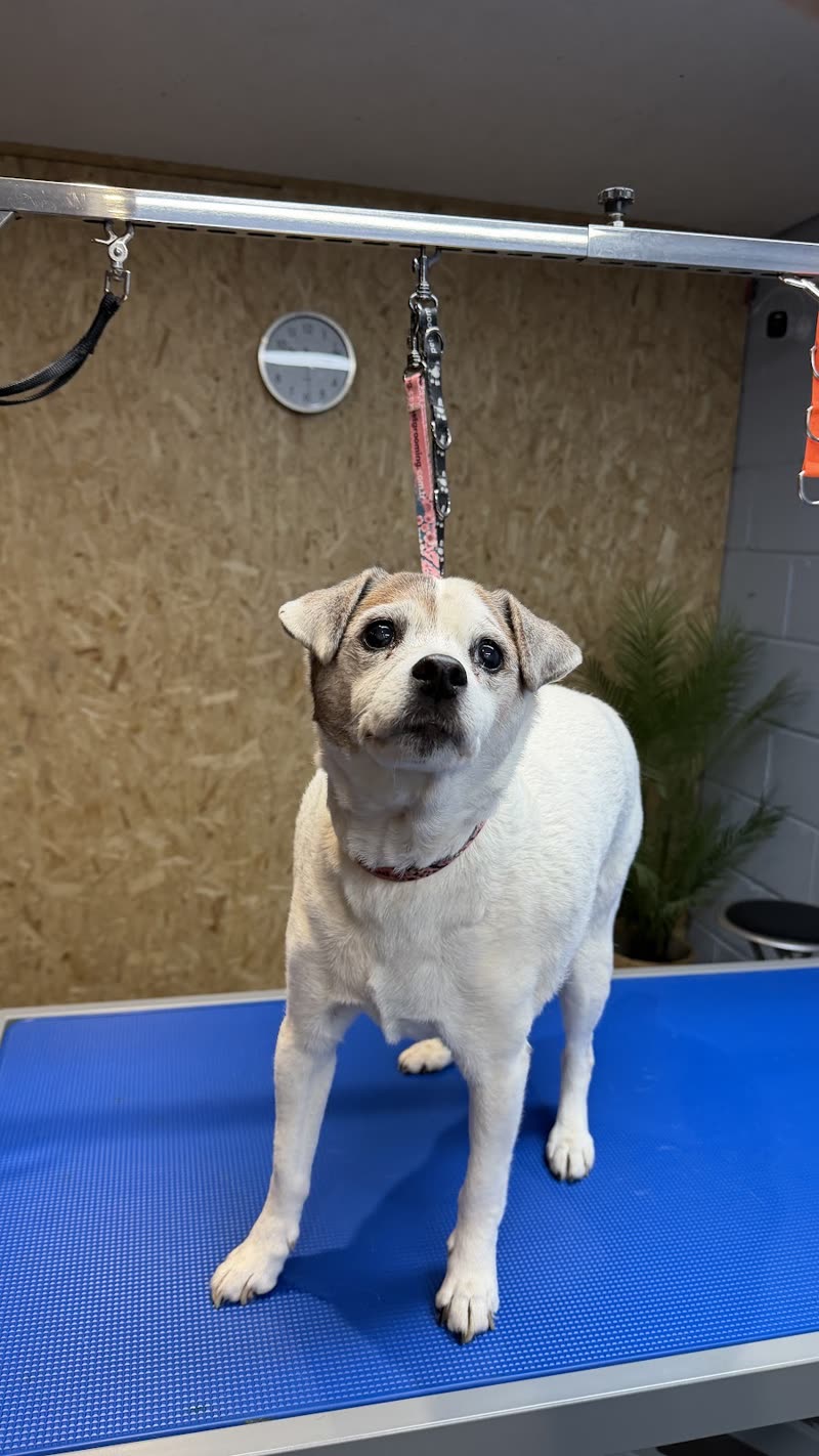A white and tan short-haired dog standing on the blue non-slip grooming table in the salon