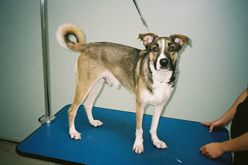 A dog being handled on the grooming table