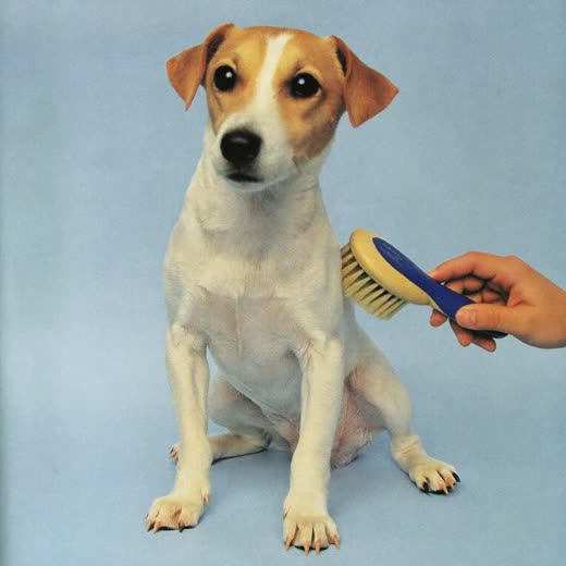 A dog being brushed out