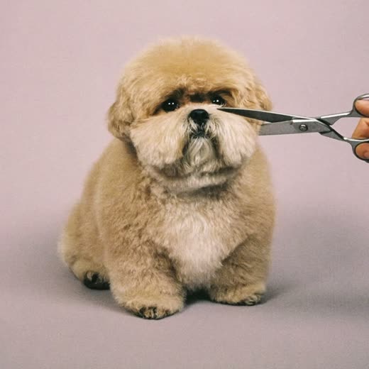 A small dog with a freshly scissored trim