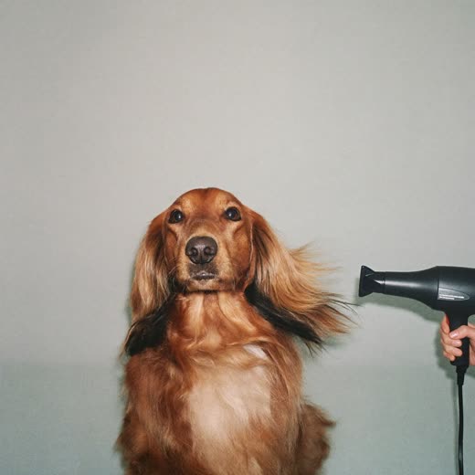 A dog being blow-dried after a bath